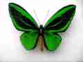 Ornithoptera priamus poseidon male (aberration arfak indonesia) internet Image property of respective owner, non-commercial use only
